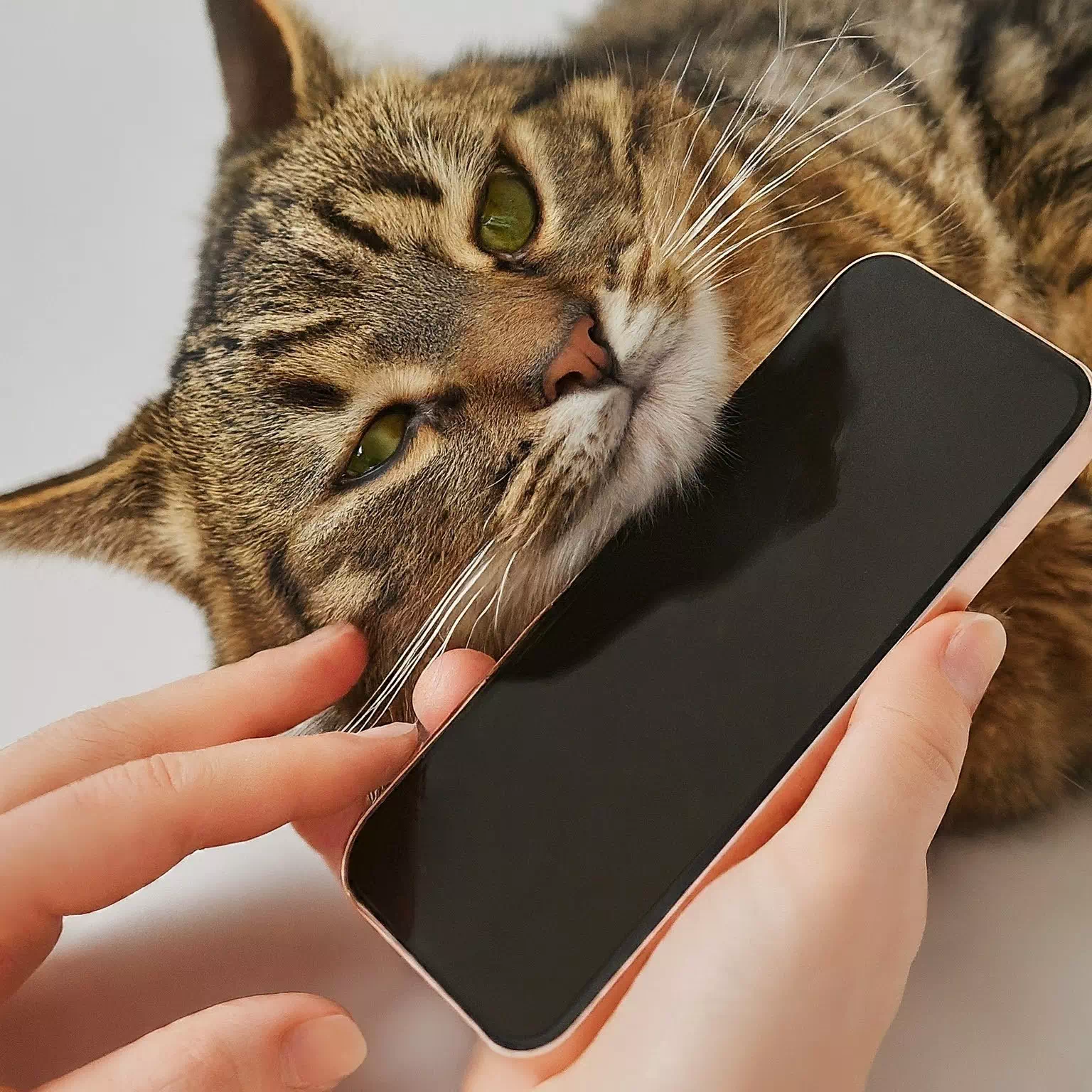 猫がスマホに頭突き