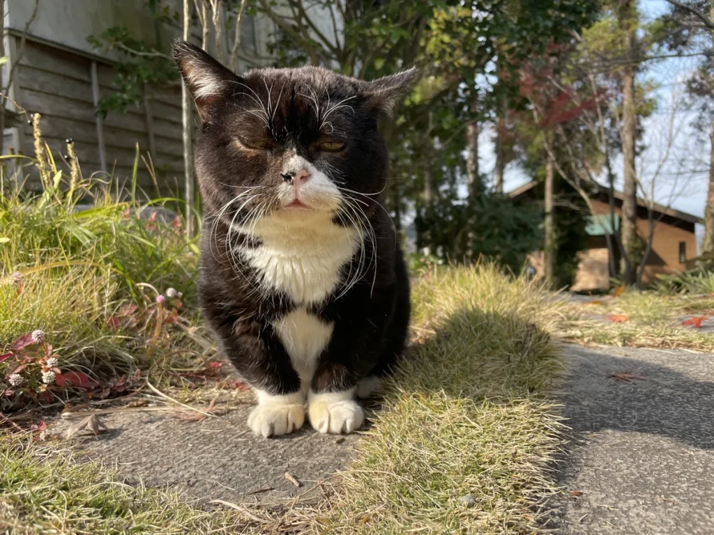 すわるもんた