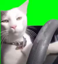 運転猫や猫ミームで使われている曲と元ネタを徹底解説