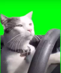 運転する猫ミームとは?人気の猫ミーム一覧