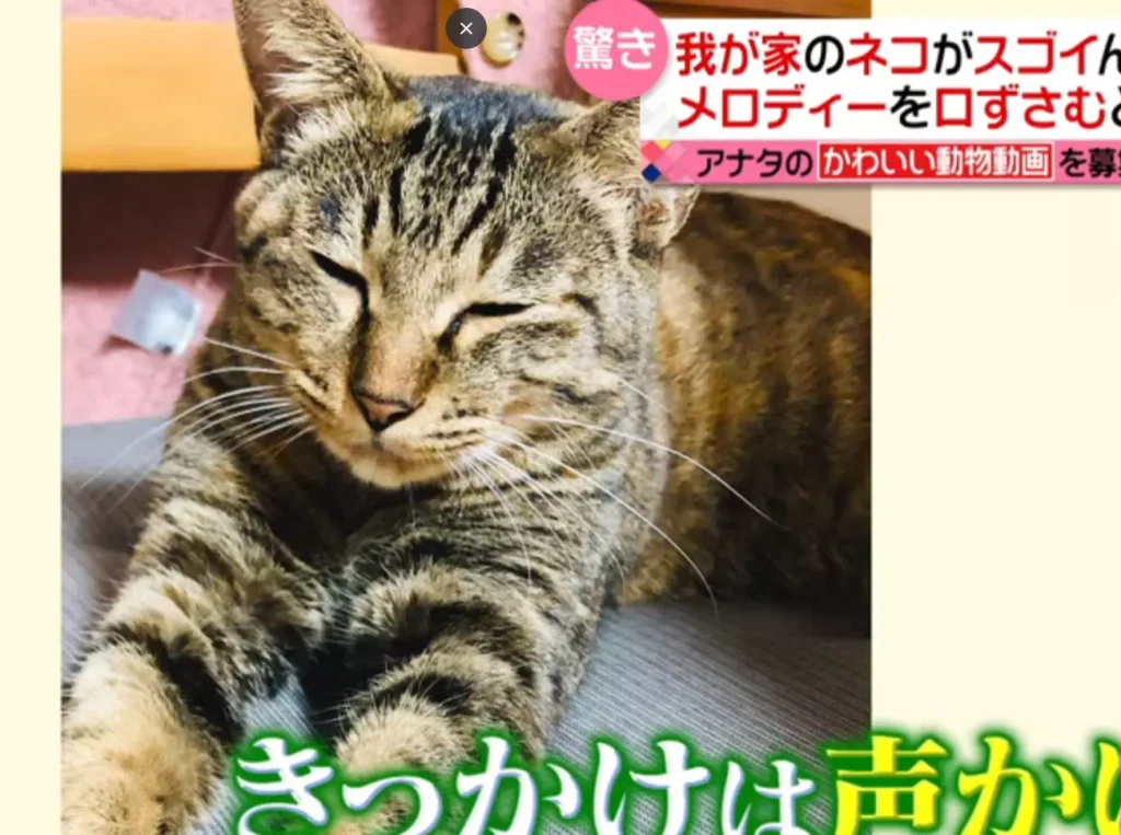 宙ちゃんが歌う猫として有名になったきっかけと動画の内容