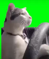 運転する猫のミームは何猫?車の種類は?