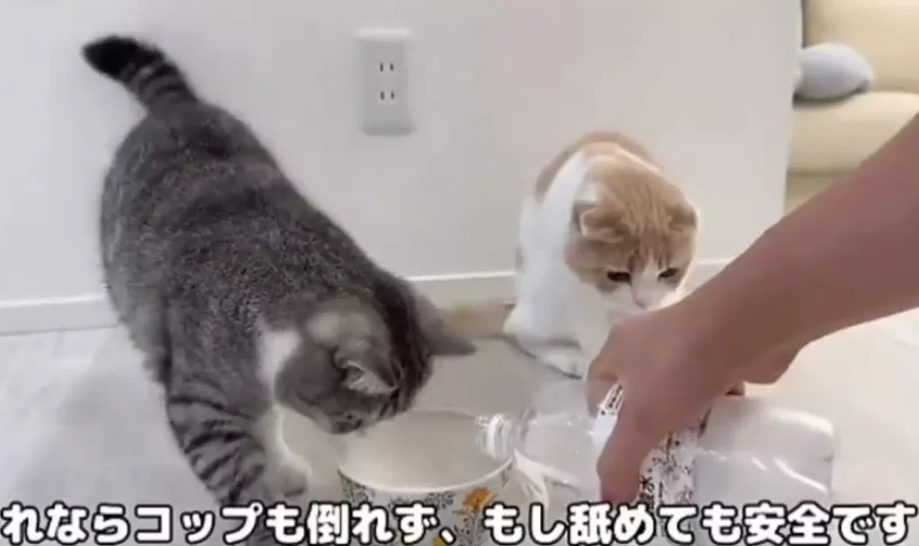 もちまる日記不適切動画公開の経緯とSNS上の非難殺到