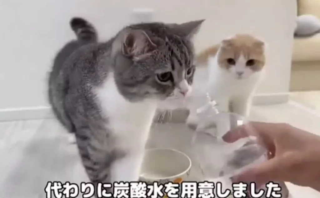 事件概要:病気の猫に炭酸水を与えた不適切動画の実態