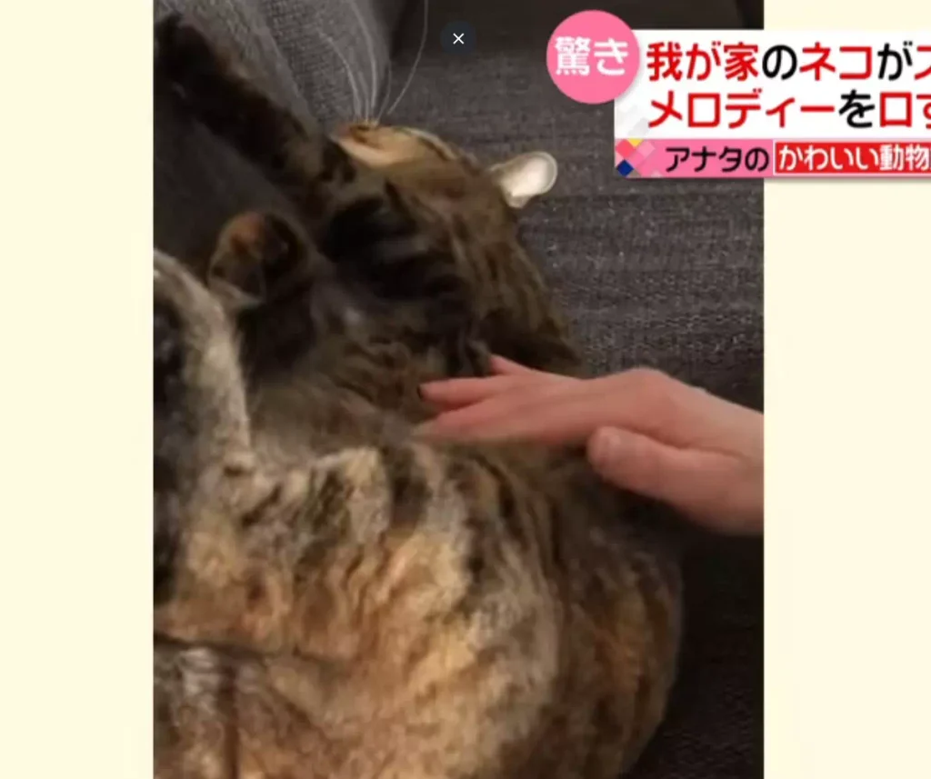 ソラちゃんの現在の健康状態と飼い主の対応に関する最新情報