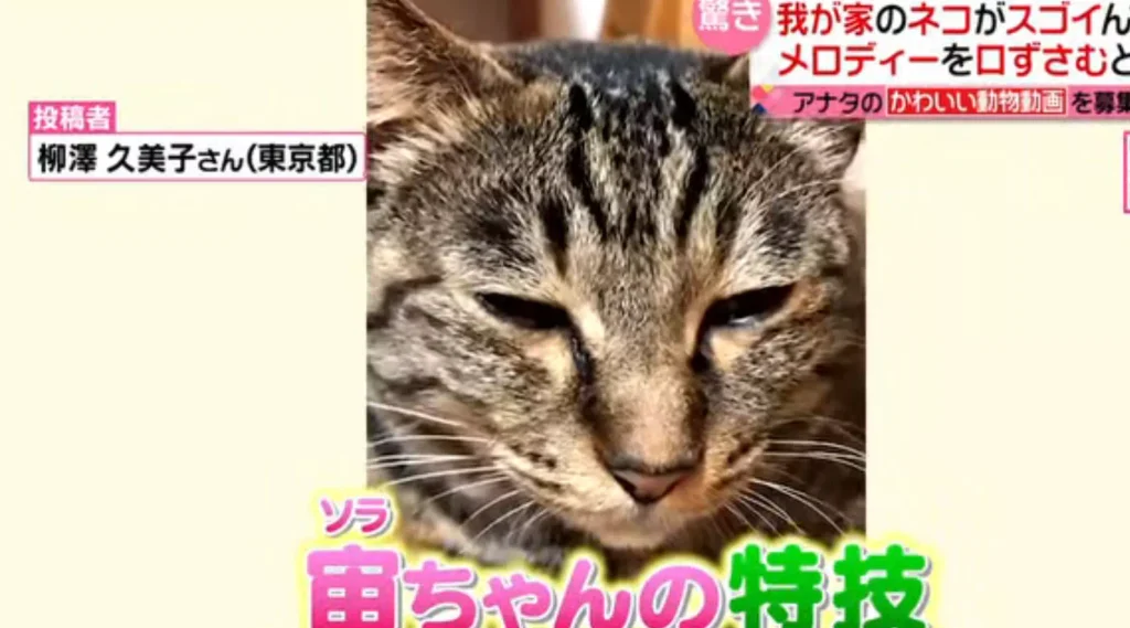 猫の専門家が指摘する過剰な演出と撮影による精神的ストレスの可能性
