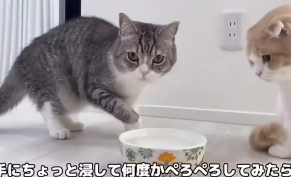 最新情報!もちまる日記炭酸水に関する動画削除と今後の対策