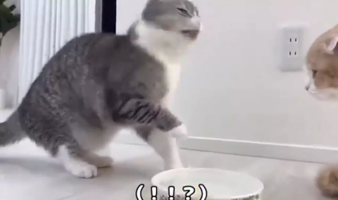 もちまる日記炭酸水を病気の猫に与える不適切動画を削除で非難殺到