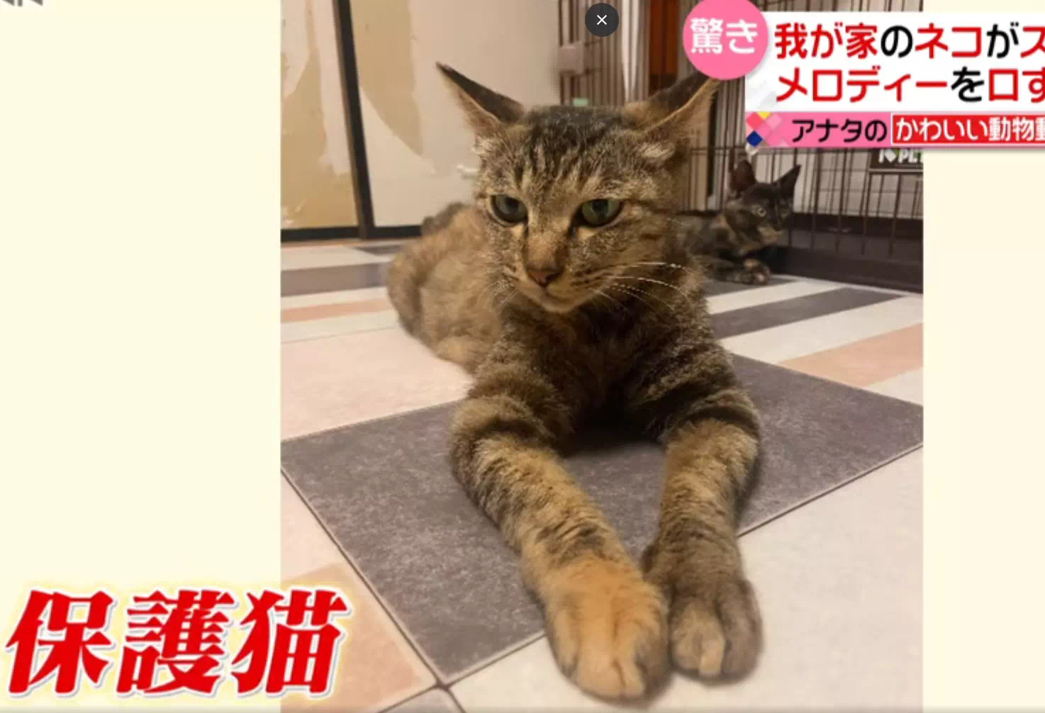 歌う猫ソラちゃんの現在が悲惨！過剰な演出と撮影で猫の精神が崩壊？