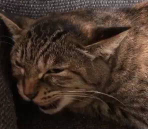海外メディアでも取り上げられた歌う猫ソラちゃんの反響と評価