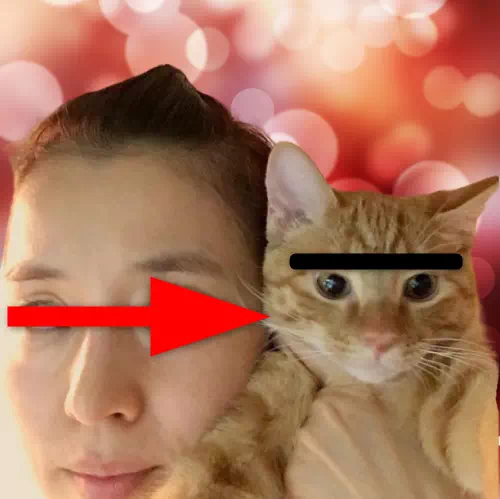 石田ゆり子の猫が亡くなった悲しみとブログに綴る最後の姿にファン涙