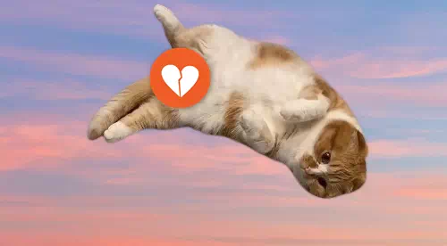 まるおもふこ死亡説はガチ？ヒカキン飼い猫の生死の真相がわかった！