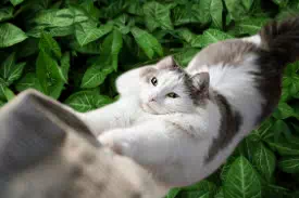 愛猫の名前はアビシ!出会いは保護猫譲渡会
