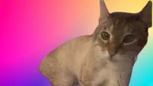 【真相】やす子の猫は2匹じゃない!愛猫アビシのプロフィール