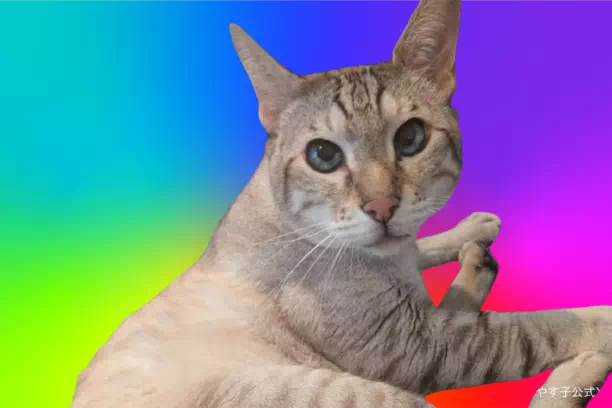 やす子の猫は2匹いる？愛猫アビシの性別と名前の由来の真相とは