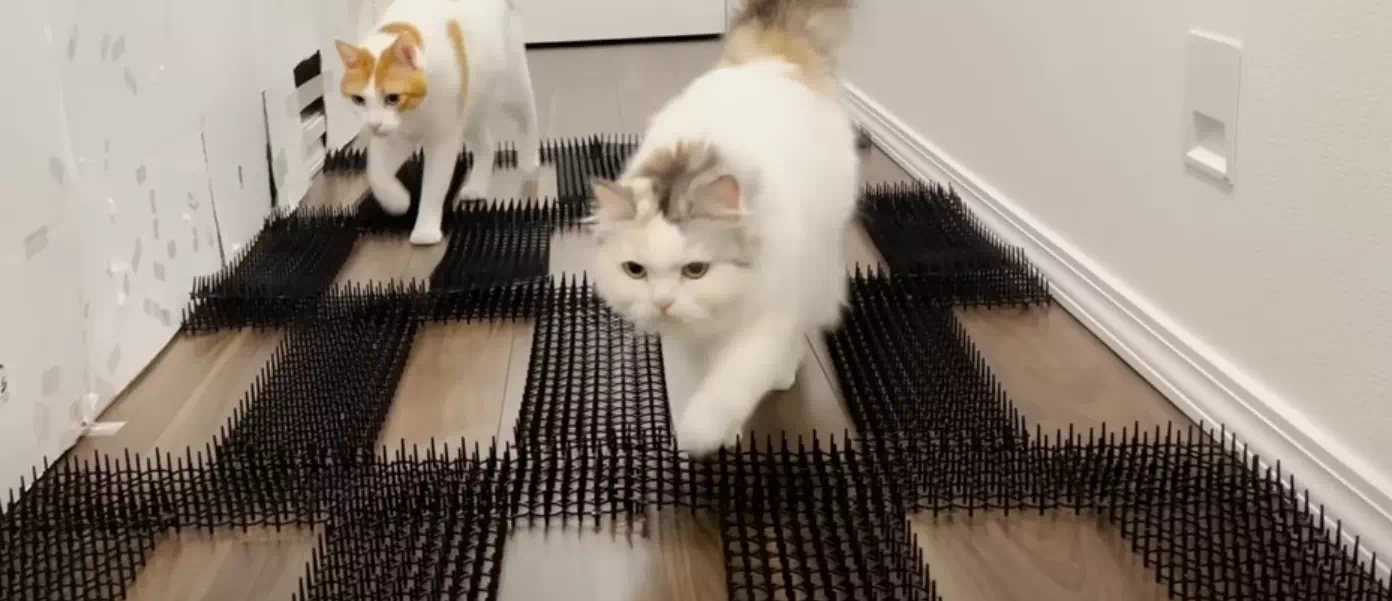 ダイソー猫よけマットの口コミは嘘？トゲトゲ効果を最大化する秘訣