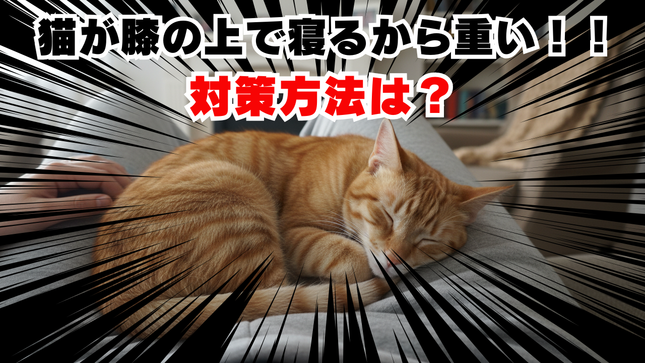 猫がお腹の上で寝る重い幸せ！動けない時の対策とスピリチュアルな理由